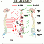 体制内蔵反射