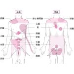 内蔵反射の場所